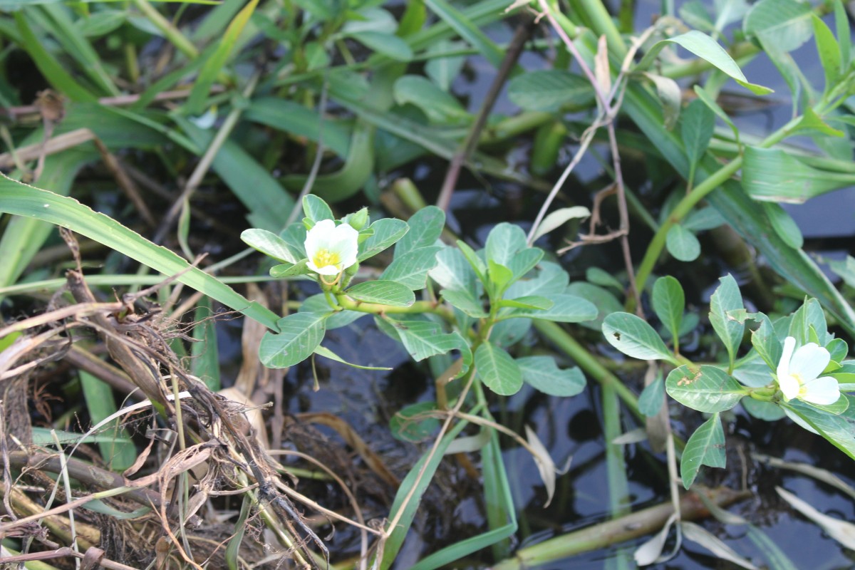 Ludwigia adscendens (L.) H.Hara